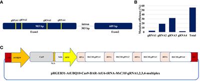 Mutating alfalfa COUMARATE 3-HYDROXYLASE using multiplex CRISPR/Cas9 leads to reduced lignin deposition and improved forage quality